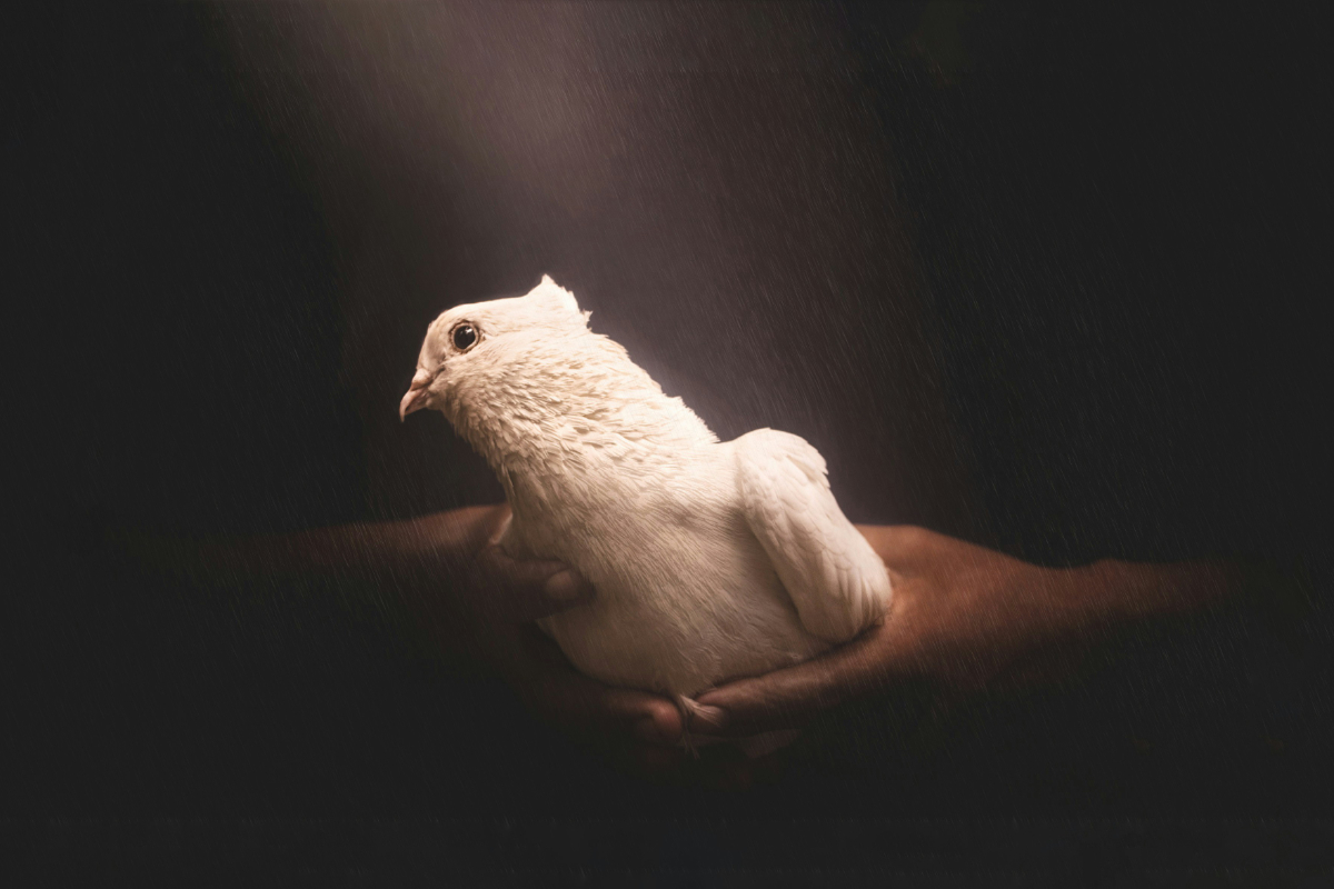 White Supremacy in Wellness: How Yoga and Spiritual Teachers Uphold it by Staying Silent on Genocide